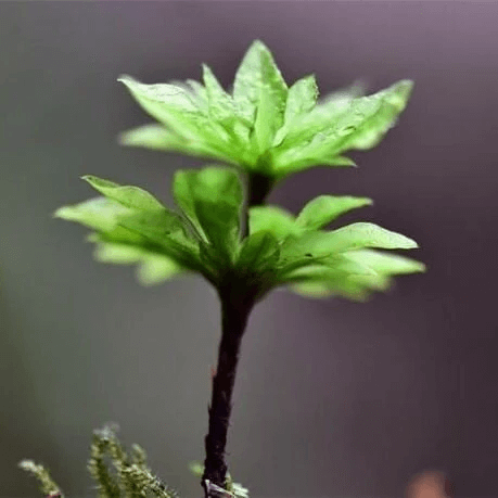 Rose Moss Umbrella Moss (Rhodobryum Giganteum) (3 Item)