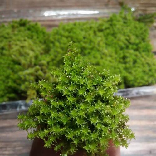 Racomitrium Canescens Moss