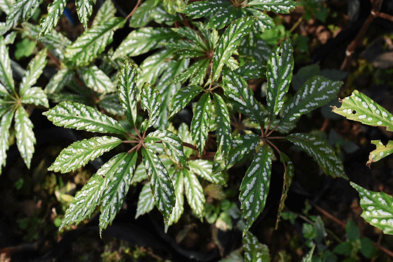Begonia hemsleyana