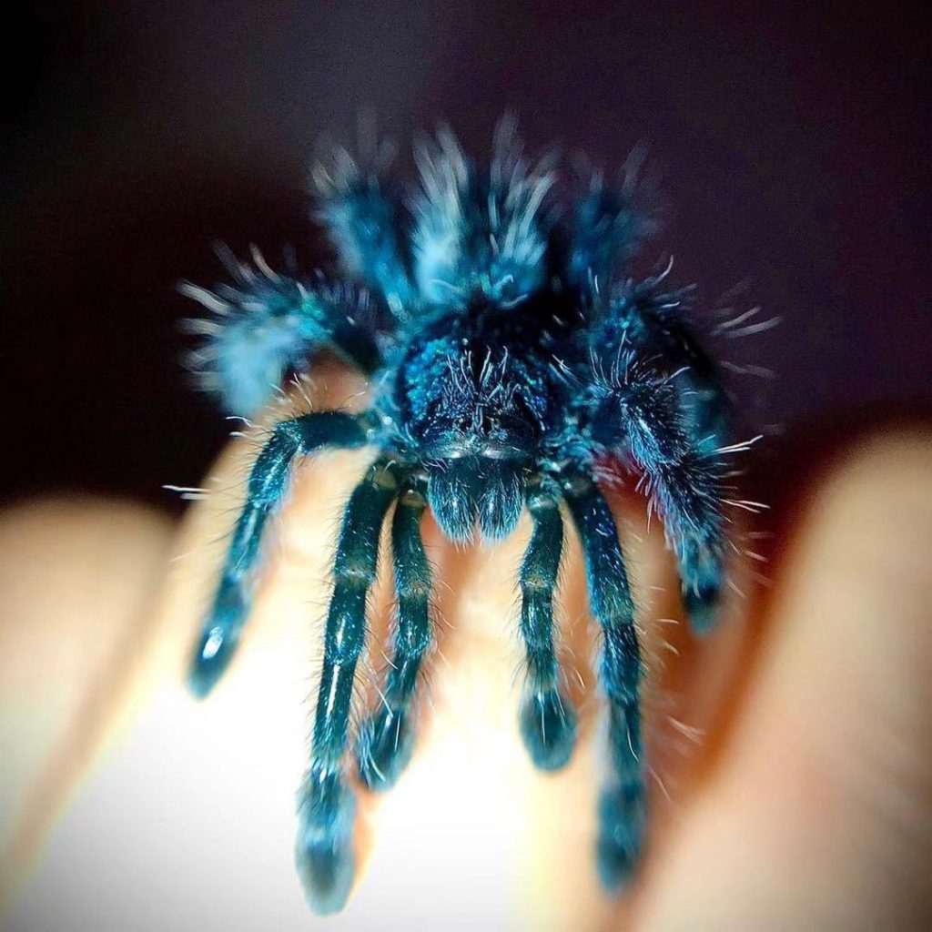Antilles Pink Toe Tarantula (Caribena Versicolor) for sale