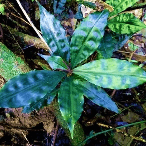 Pollia Japonica - HappyForestStore