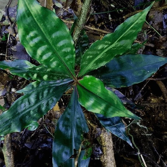 Pollia Japonica - HappyForestStore