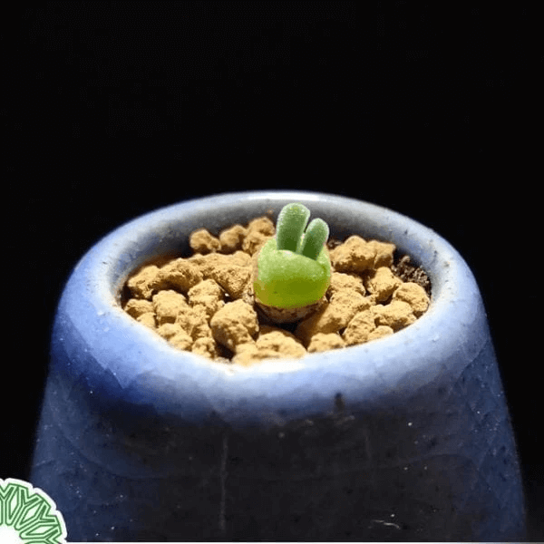 Monilaria obconica Rabbit Shape - HappyForestStore