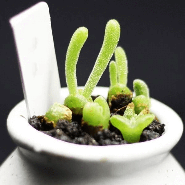 Monilaria obconica Rabbit Shape - HappyForestStore