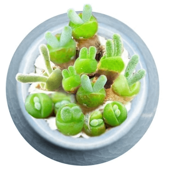 blue chalk sticks succulent Senecio serpens (Blue Chalksticks)  The Nurso