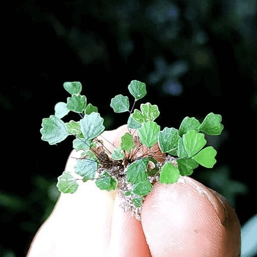 Adiantum mariesii, micro fern, grows on wet rocks in China. Not be confused  with Adiantum x mairisii. See other pics of close up macro shots, underside  of frond with sori. Extremely slow