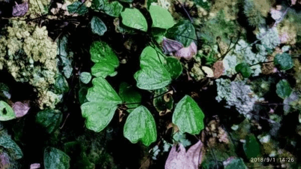 Adiantum mariesii, micro fern, grows on wet rocks in China. Not be confused  with Adiantum x mairisii. See other pics of close up macro shots, underside  of frond with sori. Extremely slow