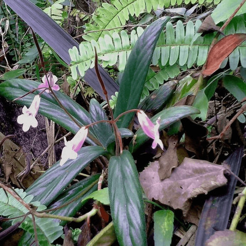 Gesneriaceae - Wikipedia