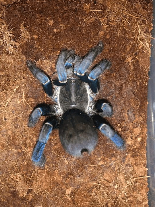 baby cobalt blue tarantula