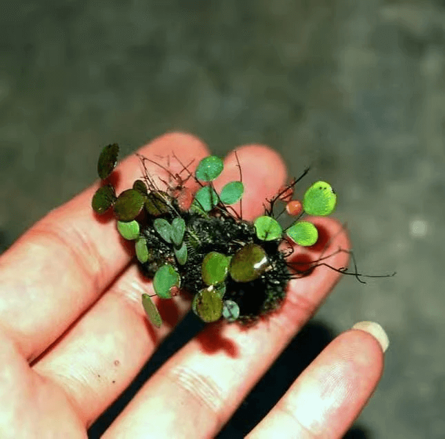 Adiantum mariesii, micro fern, grows on wet rocks in China. Not be confused  with Adiantum x mairisii. See other pics of close up macro shots, underside  of frond with sori. Extremely slow