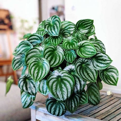 happy leaf efeutute Epipremnum pinnatum "Happy Leaf"