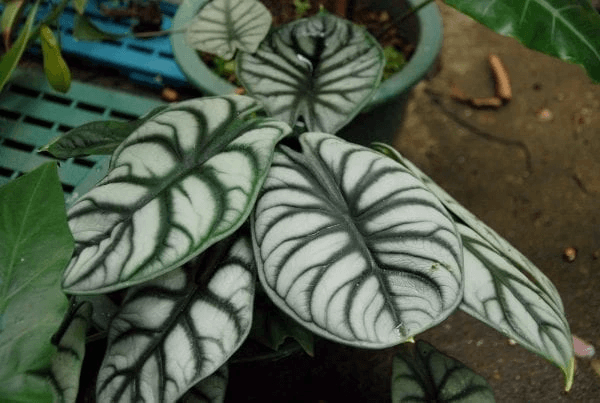 Alocasia Baginda 'Silver Dragon' for Sale - HappyForestStore