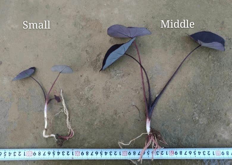 hanging plant rack Leather Plant Hammock