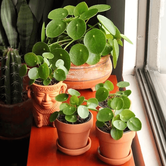 Chinese Money Plant (Pilea peperomioides) - HappyForestStore
