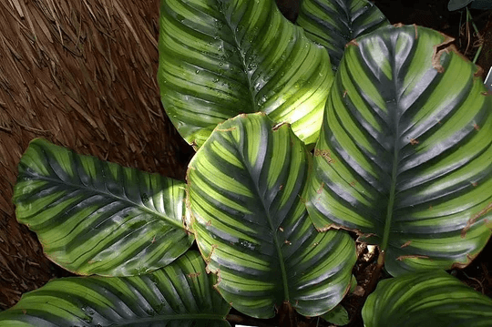 Calathea fasciata 'Borrusica' - HappyForestStore