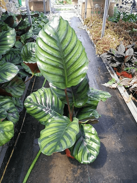 Calathea fasciata 'Borrusica'