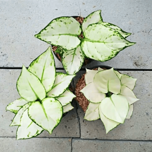 Aglaonema Archives - HappyForestStore
