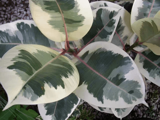 Rubber Tree Colour Variegated Rubber Tree - HappyForestStore