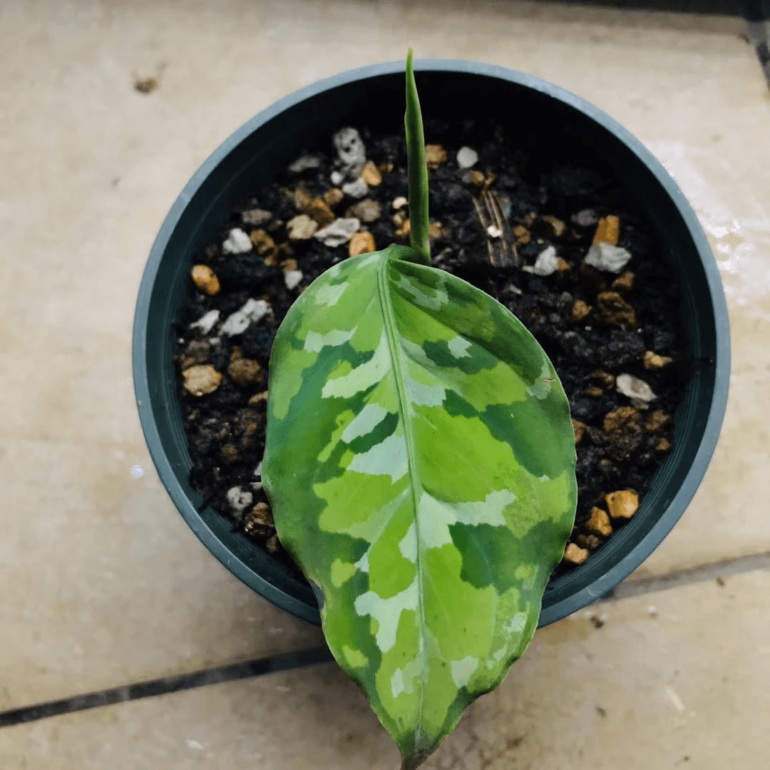 Aglaonema pictum tricolor “Brumanica” Andaman port Blair 