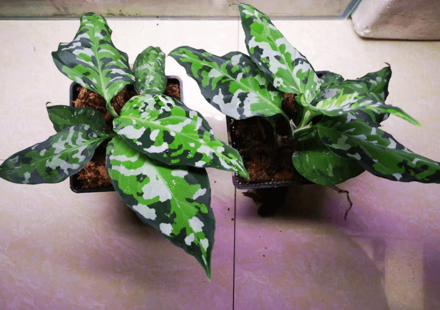 Aglaonema pictum tricolor “Brumanica” Andaman port Blair 