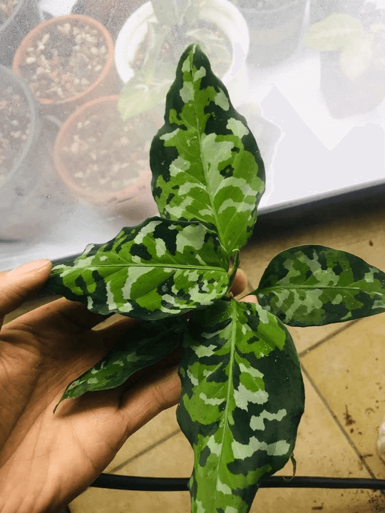 Aglaonema pictum tricolor “Brumanica” Andaman port Blair 