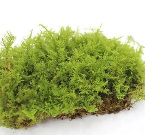 Rose Moss (Rhodobryum Ontariense) Rare Delicate Live Moss for Terrarium  Vivarium Riparium Paludarium (10/20 Plants)