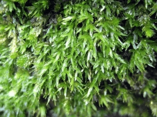 Cushion Moss (Leucobryum Glaucum) - HappyForestStore