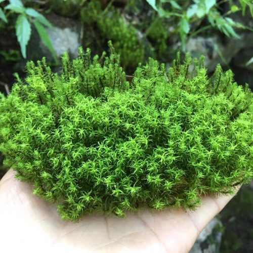 Live Cushion Moss/ Pillow Moss/ Small/medium/ Large Pieces/ Leucobryum  Glaucum Moss/ Green Moss for Terrarium/ Vivarium/ Moss Garden 