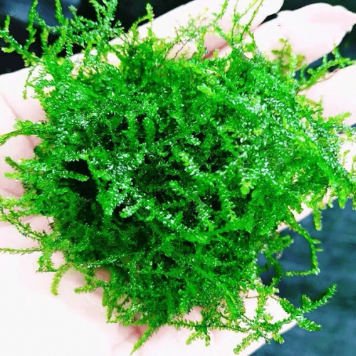Rock Cap Moss - Dicranum scoparium (Mood Moss) – Moss Acres