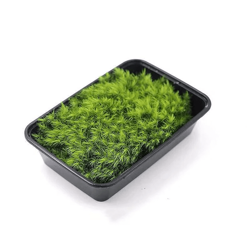 Mood Moss (1.5 sq.ft)(Green-A）