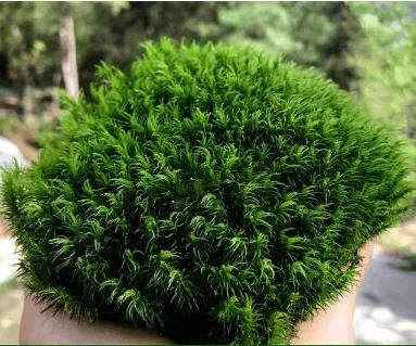 Rock Cap Moss - Dicranum scoparium (Mood Moss) – Moss Acres