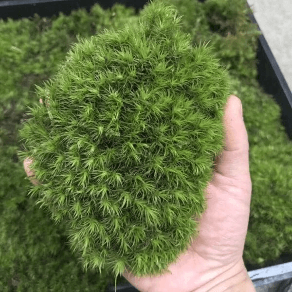 Mood Moss (1.5 sq.ft)(Green-A）