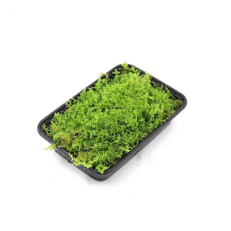 Hypnum Moss – Hypnum Plumaeforme - HappyForestStore