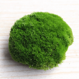 Hypnum Moss – Hypnum Plumaeforme - HappyForestStore