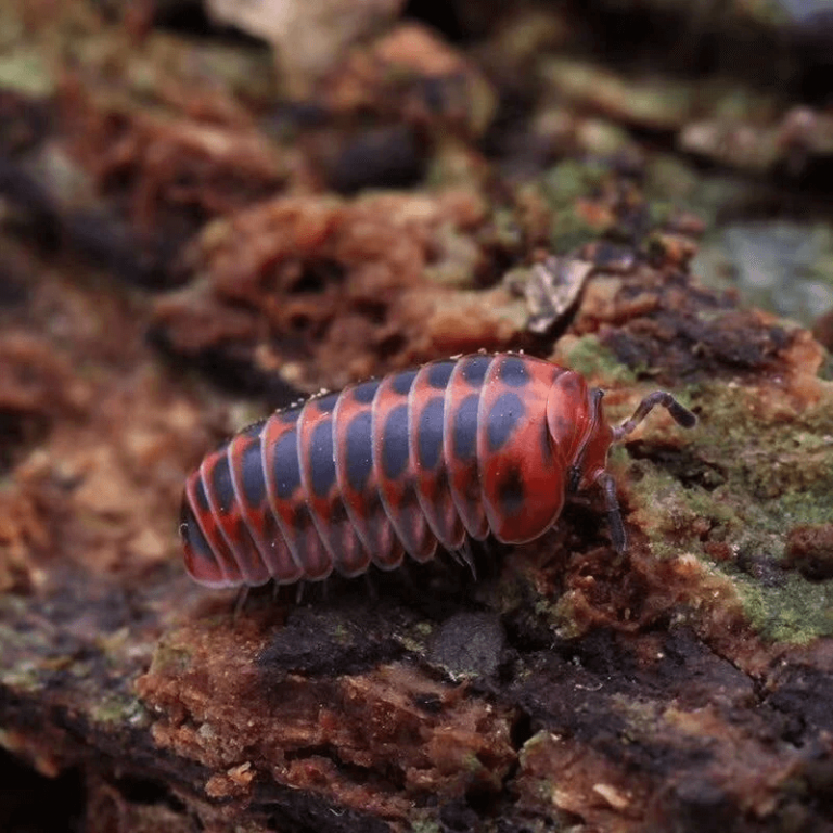 Polyphaga plancyi for Sale - HappyForestStore