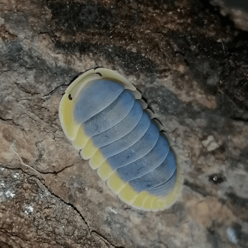 Cubaris sp. “Lemon Blue” - HappyForestStore