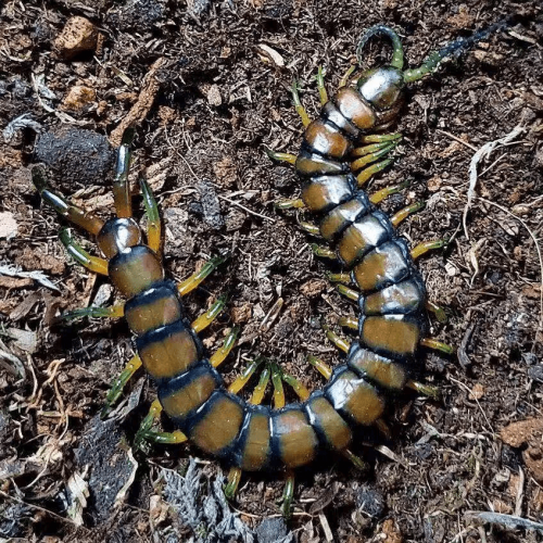 Scolopendra cataracta [laos] – Waterfall centipede - HappyForest