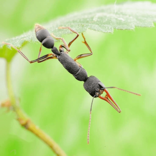 Harpegnathos venator Archives - HappyForestStore