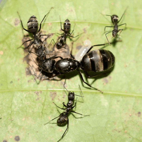 Ant Colony Green tree ant Weaver ant Oecophylla Smaragdina - HappyForest