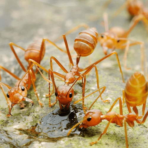 Oecophylla Smaragdina (Green tree ant Weaver ant) - HappyForestStore