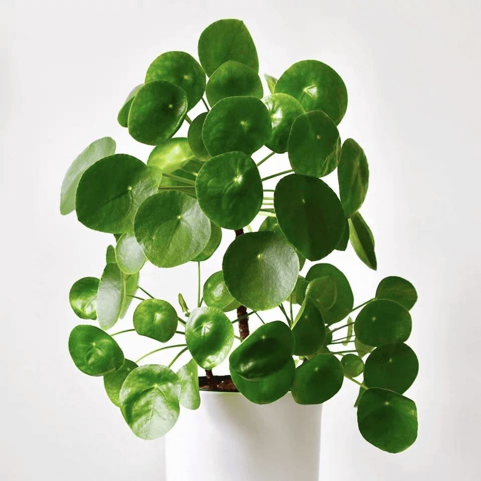 Chinese money plant sun Idea