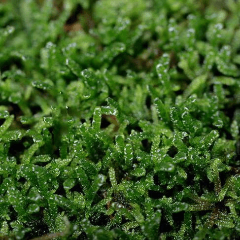 Hypnum Moss – Hypnum Plumaeforme - HappyForestStore