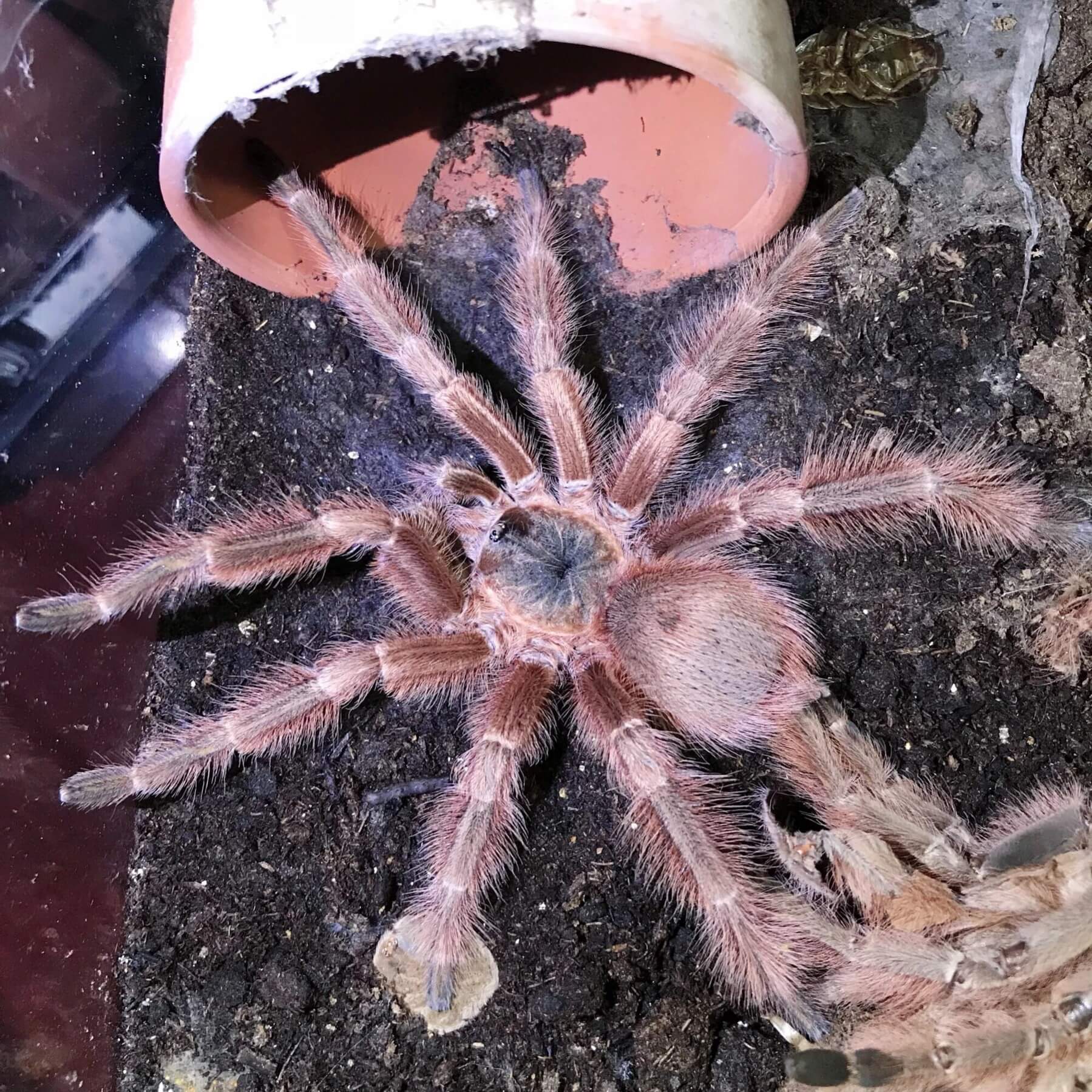 Nhandu Tripeppii Brazilian Giant Blonde Tarantula Happyforest