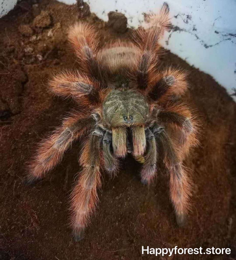 Nhandu tripepii – Brazilian Giant Blonde tarantula for sale