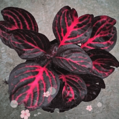 Red Veined Nerve Plant (Fittonia Verschaffeltii)
