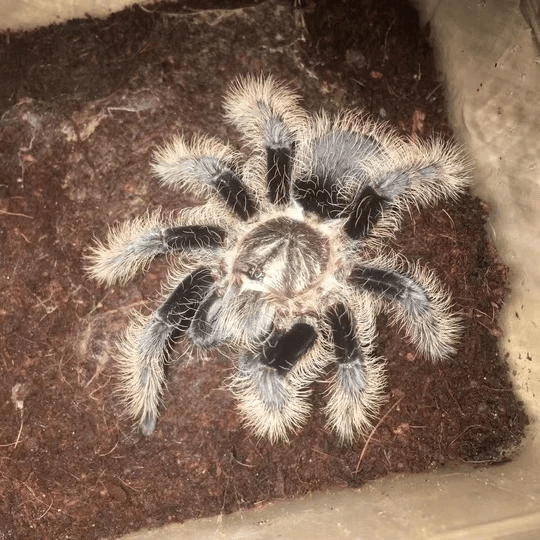 Brachypelma (now Tliltocatl) albopilosum (Nicaraguan Curly Hair