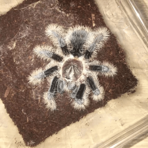 Brachypelma (now Tliltocatl) Albopilosum (Nicaraguan Curly Hair ...