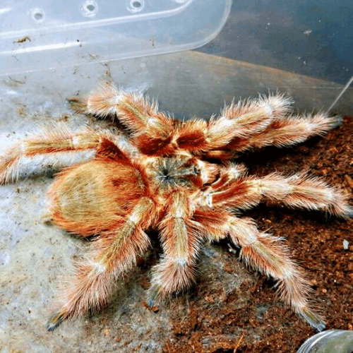 Nhandu tripepii – Brazilian Giant Blonde tarantula