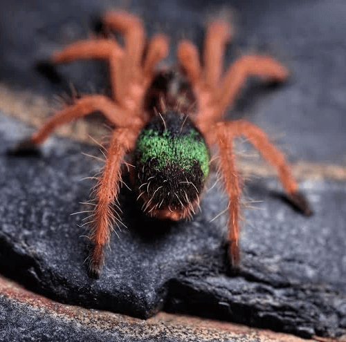Ephebopus uatuman – Emerald Skeleton Tarantula