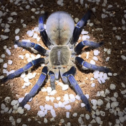 Cyriopagopus lividus (Haplopelma Lividum) – Cobalt blue tarantula